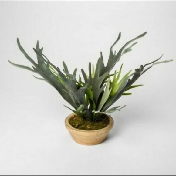 Threshold Staghorn Fern In Pot
